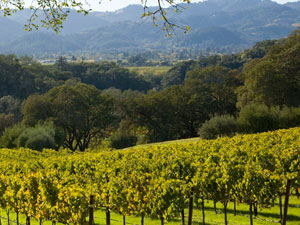 joseph phelps vineyards in napa valley